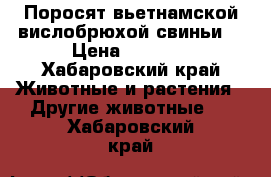 Поросят вьетнамской вислобрюхой свиньи  › Цена ­ 8 000 - Хабаровский край Животные и растения » Другие животные   . Хабаровский край